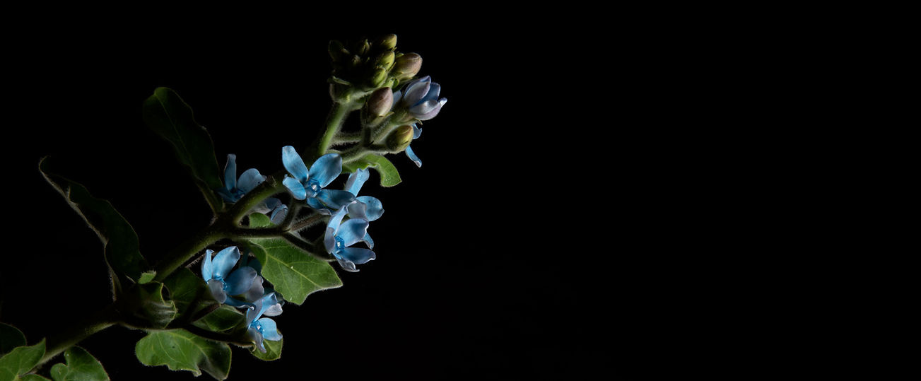 Blue Flowers