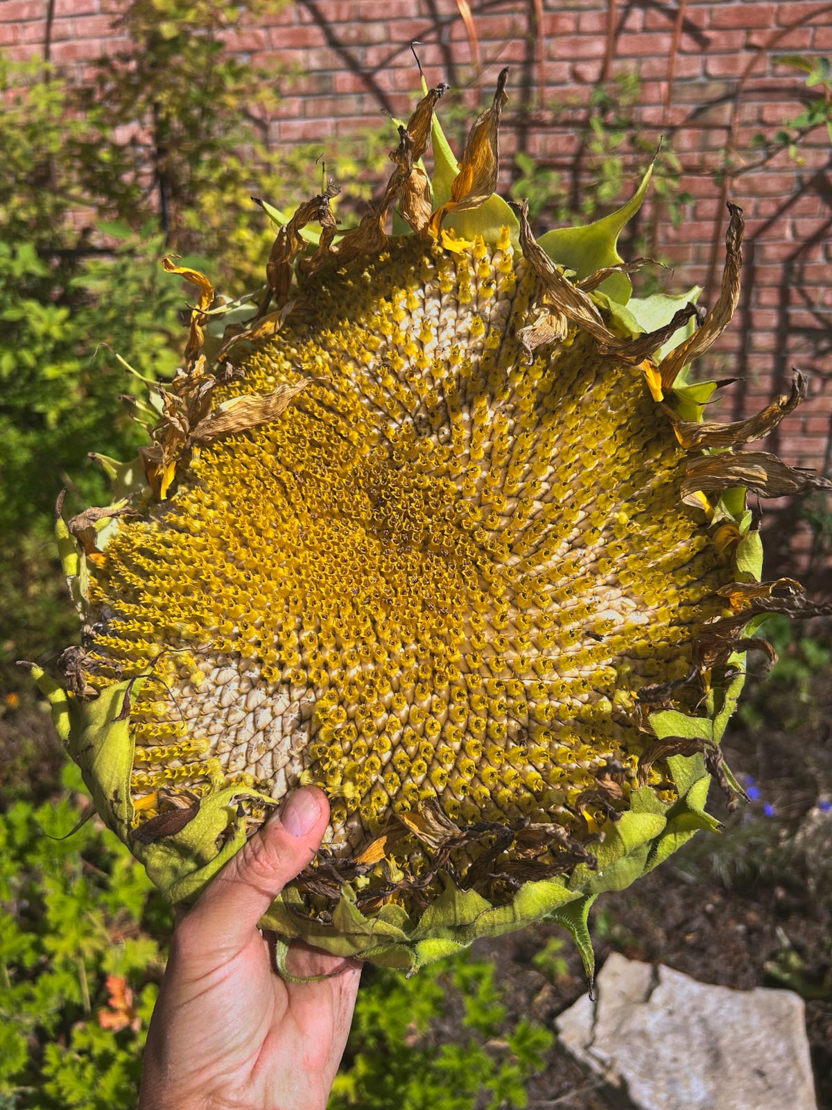 a dried sunflower head a dried sunflower head