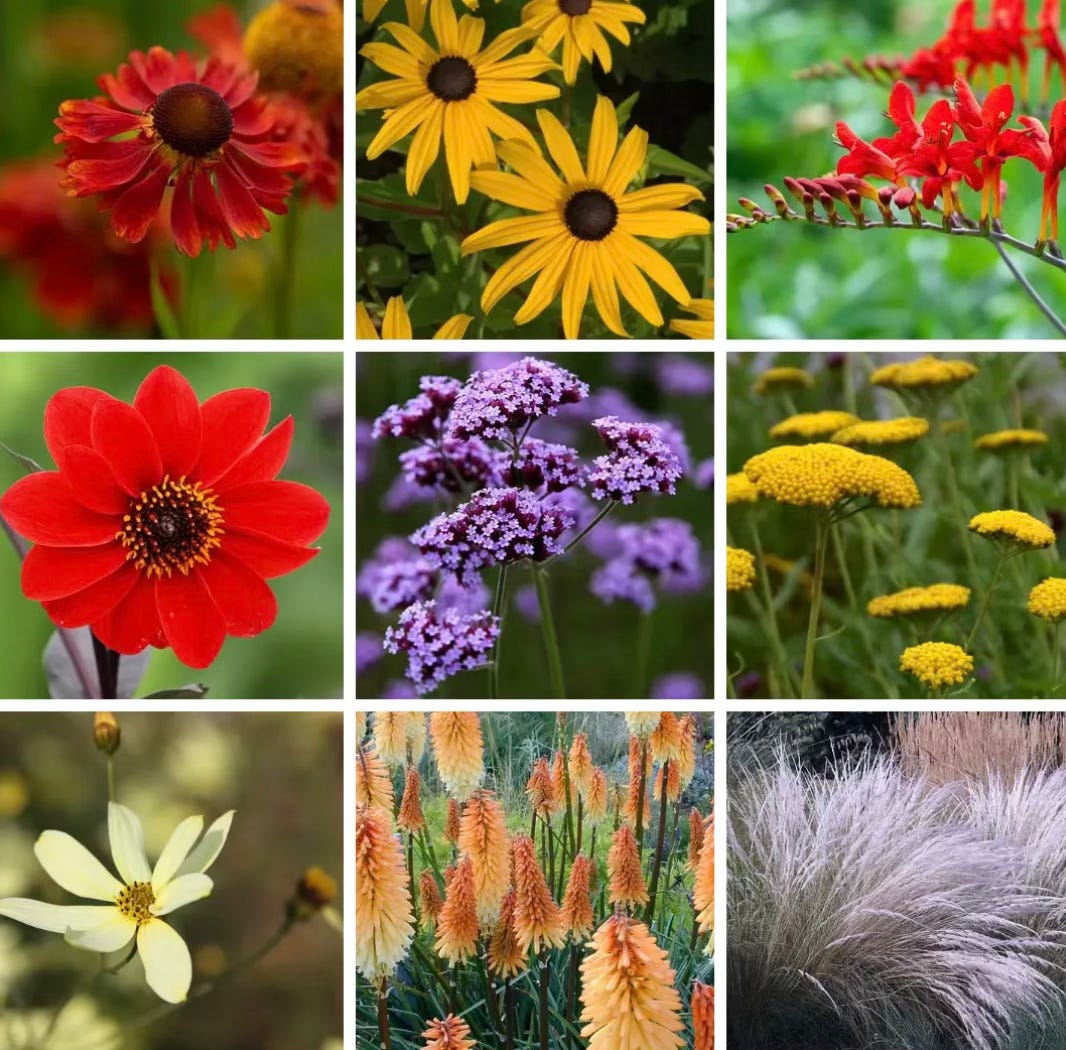 Sunny garden border with a coordinated colour palette of warm-toned flowering plants. Sunny garden border with a coordinated colour palette of warm-toned flowering plants.