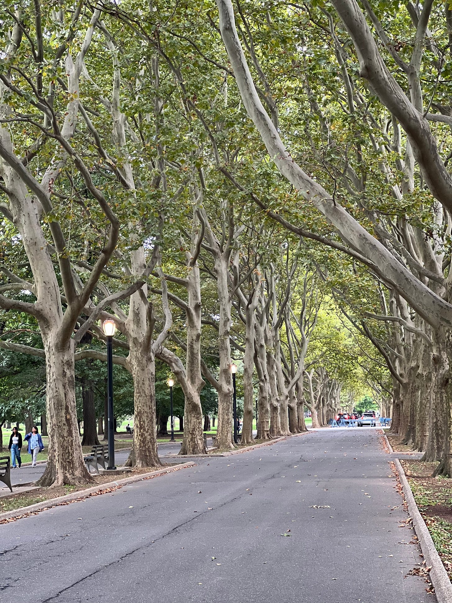 Two rows of trees standing tall with their gnarled branches, on either side of a road. In the background at the road's end are barricades and cars going in the opposite direction. To the left in the middle ground, are two people walking to the side of the tree-lined road.