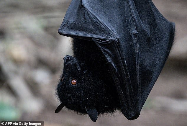 Bats have the highest proportion of coronaviruses and are considered reservoirs for them
