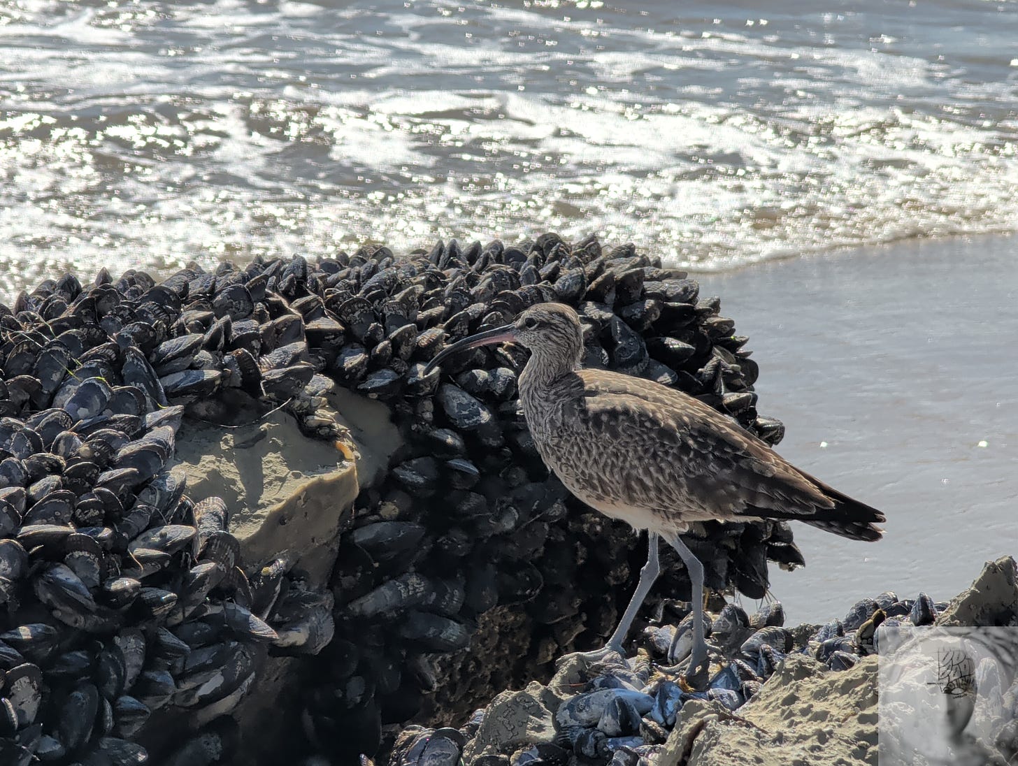 A sandpiper stands alert on a barnacle-and-mussel-encrusted rock at the shore, the ocean behind it catching the light of an early spring morning — a creature perched on accumulated record, orienting, deciding where to probe next.