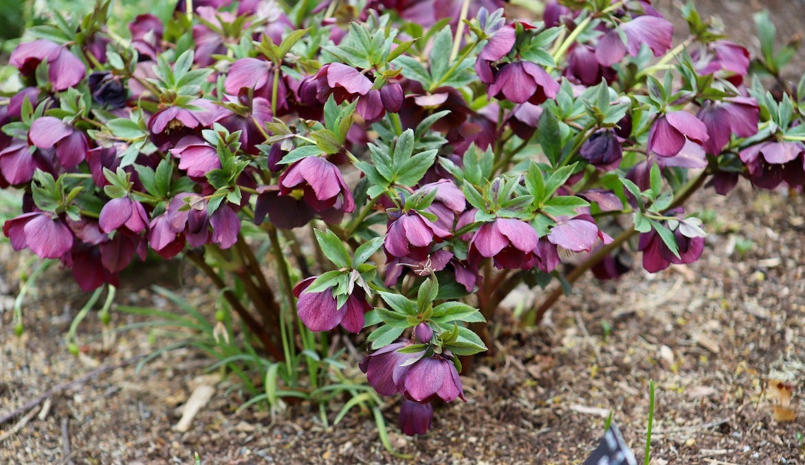 Hellebores at Polly Hill Arboretum, Sixburnersue