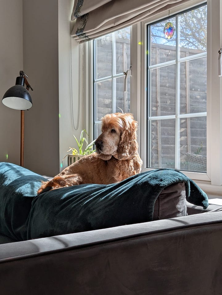 Dexter asleep in a colourful rainbow knit dog jumper beside a toy bone embroidered with his name. Playful and affectionate image shared in Amy Twigg’s Tarot DMs interview, showing the cocker spaniel whose presence shaped her writing life.