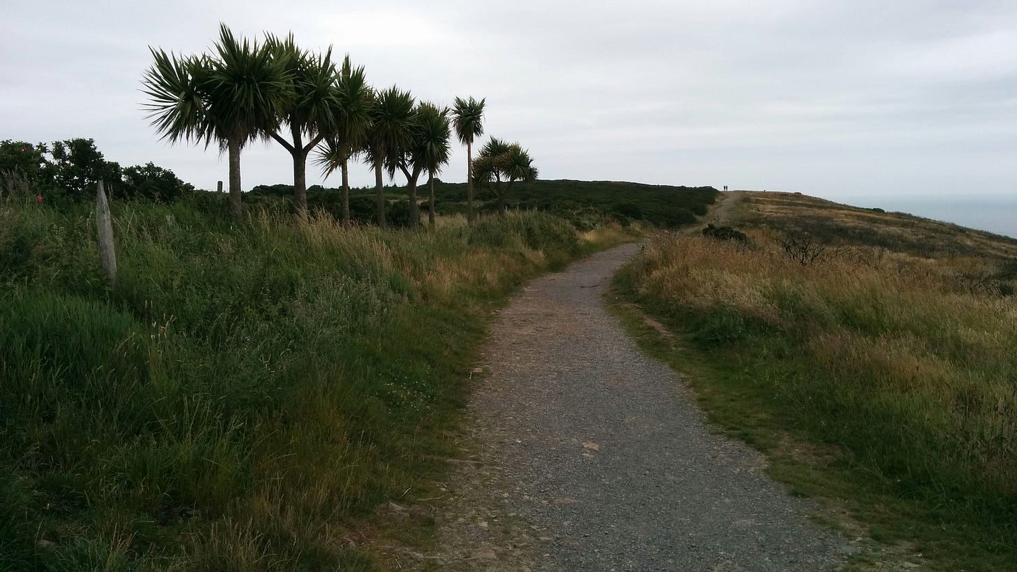 unexplained palm trees on Howth (2015)