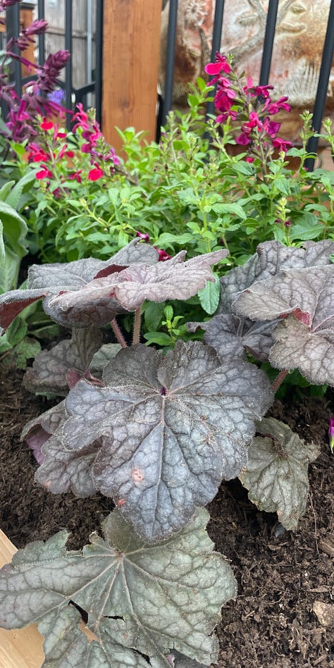 images show close-ups of plant leaves for identification