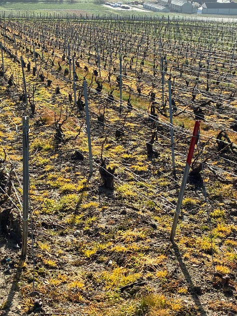A walk in the Hautvillers vineyards - by Caroline Henry