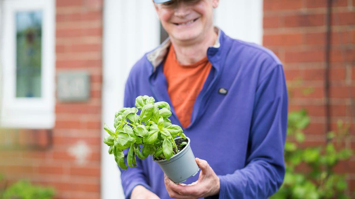 What supermarket basil can teach us - and how to grow it successfully