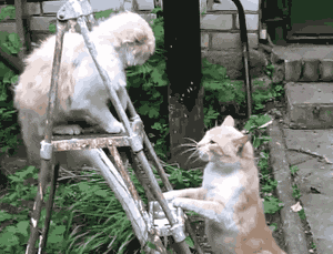 Cat Fight GIF