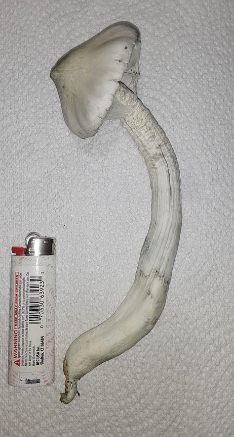 Cubensis & natalensis