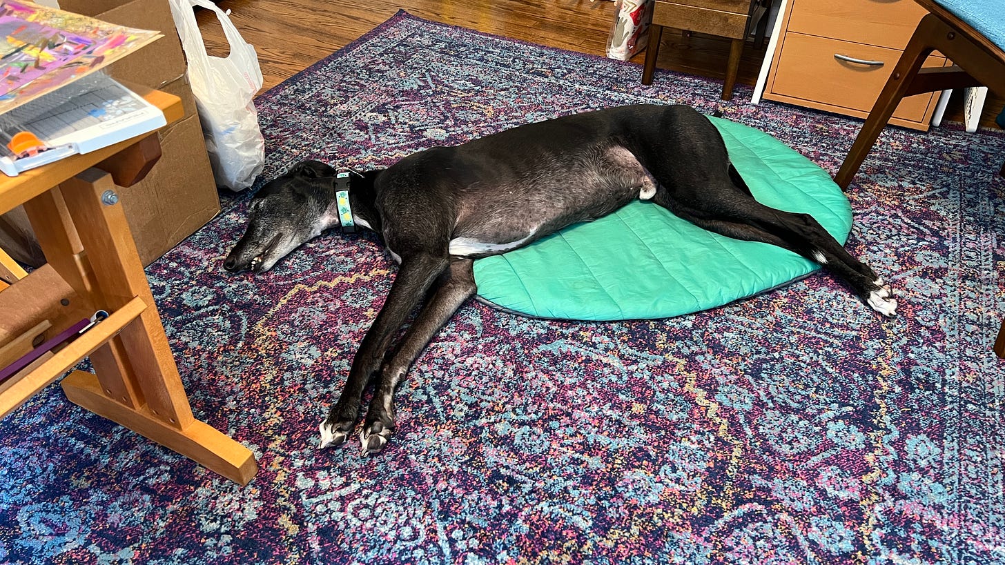 A greyhound lying on a purple rug half on and half off his bed