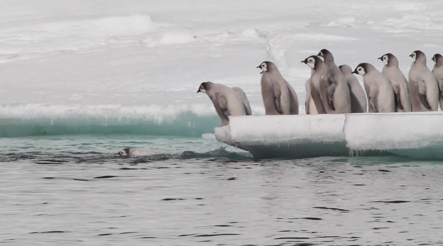 emperor penguin chicks crowd to edge of ice and step into the water emperor penguin chicks crowd to edge of ice and step into the water