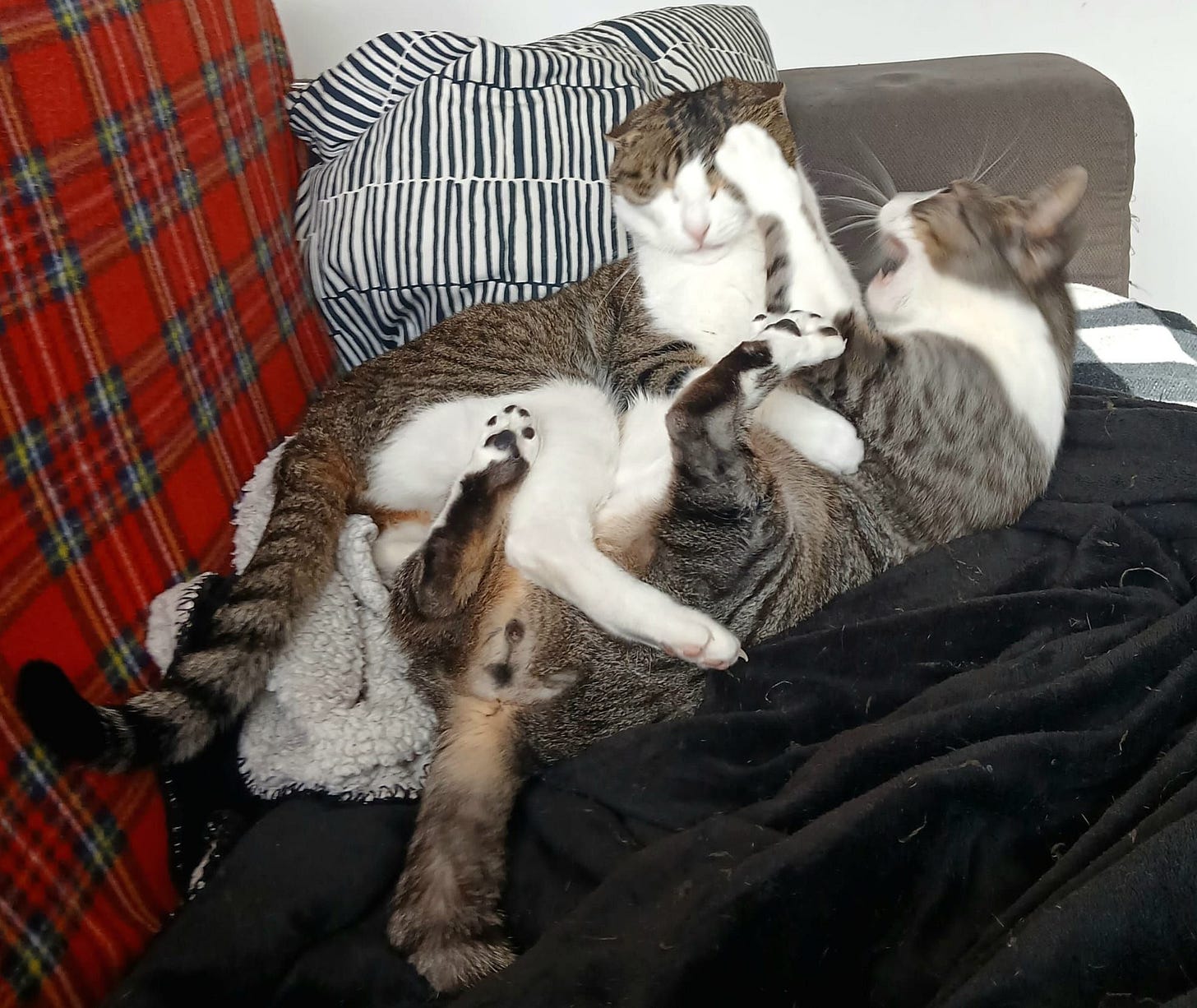 Dotta and Tupi and wrestling on the couch. Dotta and Tupi and wrestling on the couch.