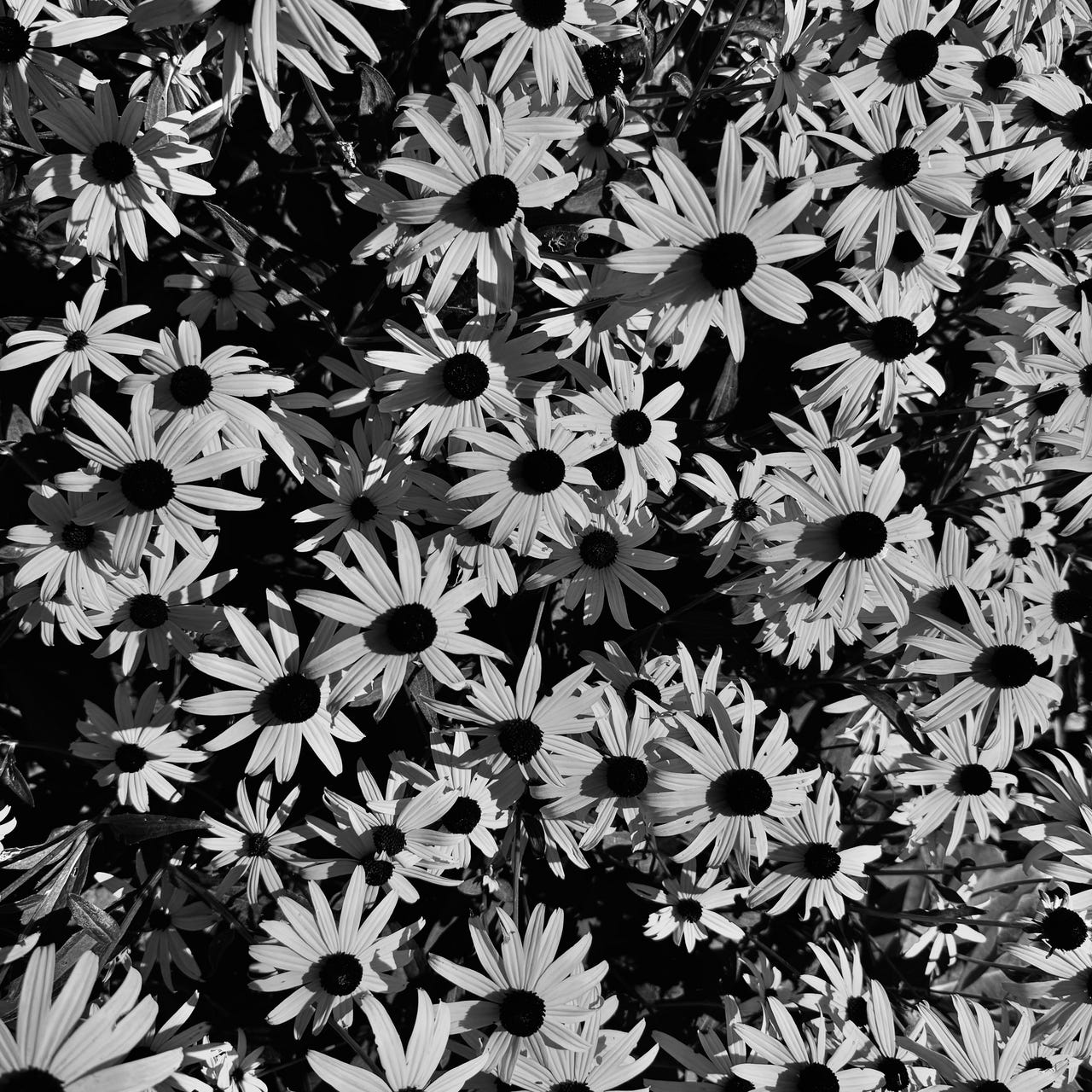 Flowers for the Void logo