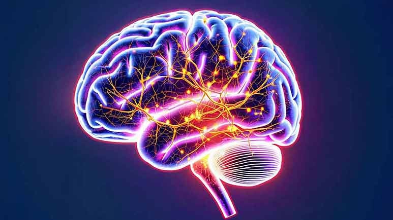 obesity brain damage young adults