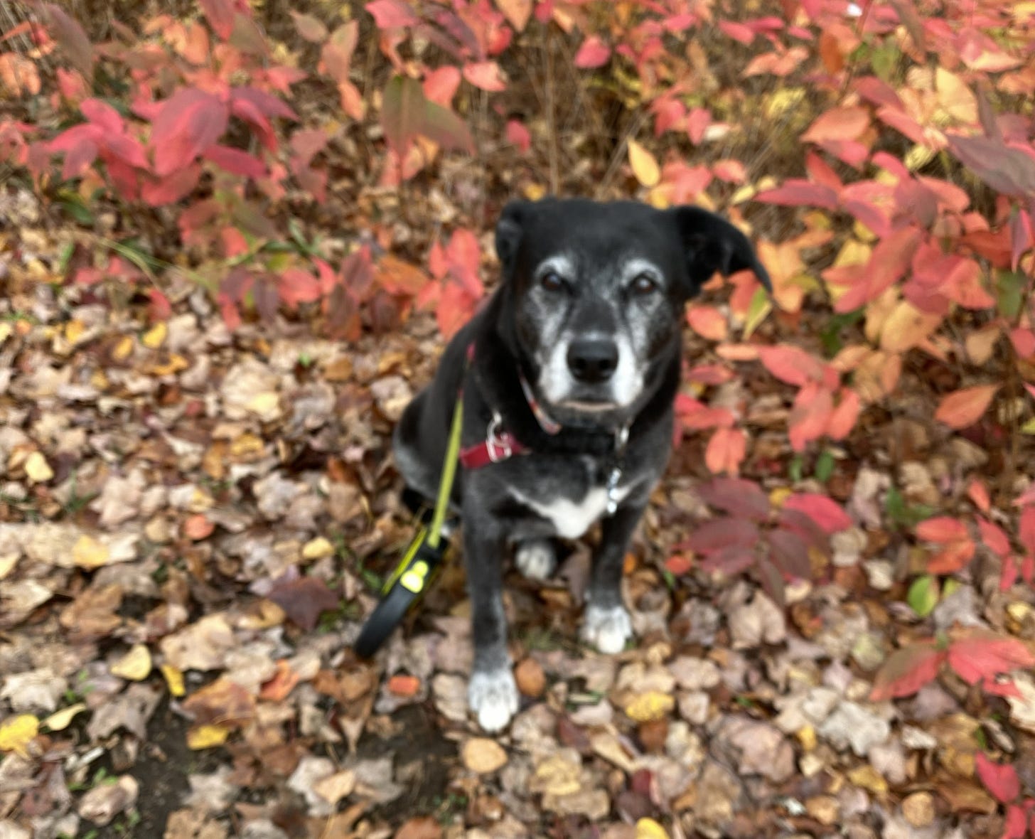 Senior black dog sitting on ground amongst brown and red fallen leaves