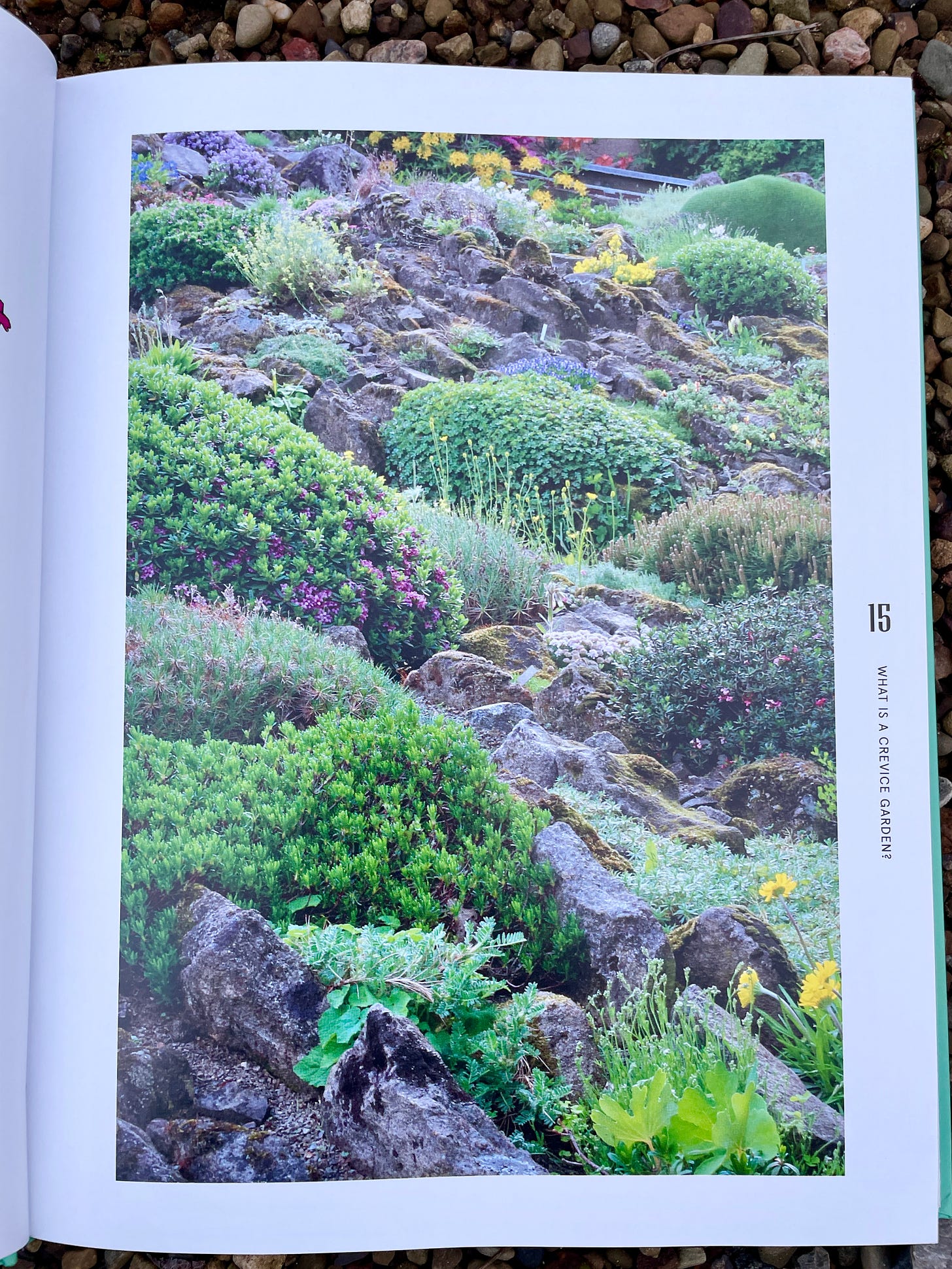 Garden of another crevice gardener, Vladimir Stanek, in The Crevice Garden by Kenten Seth & Paul Spriggs. Garden of another crevice gardener, Vladimir Stanek, in The Crevice Garden by Kenten Seth & Paul Spriggs.