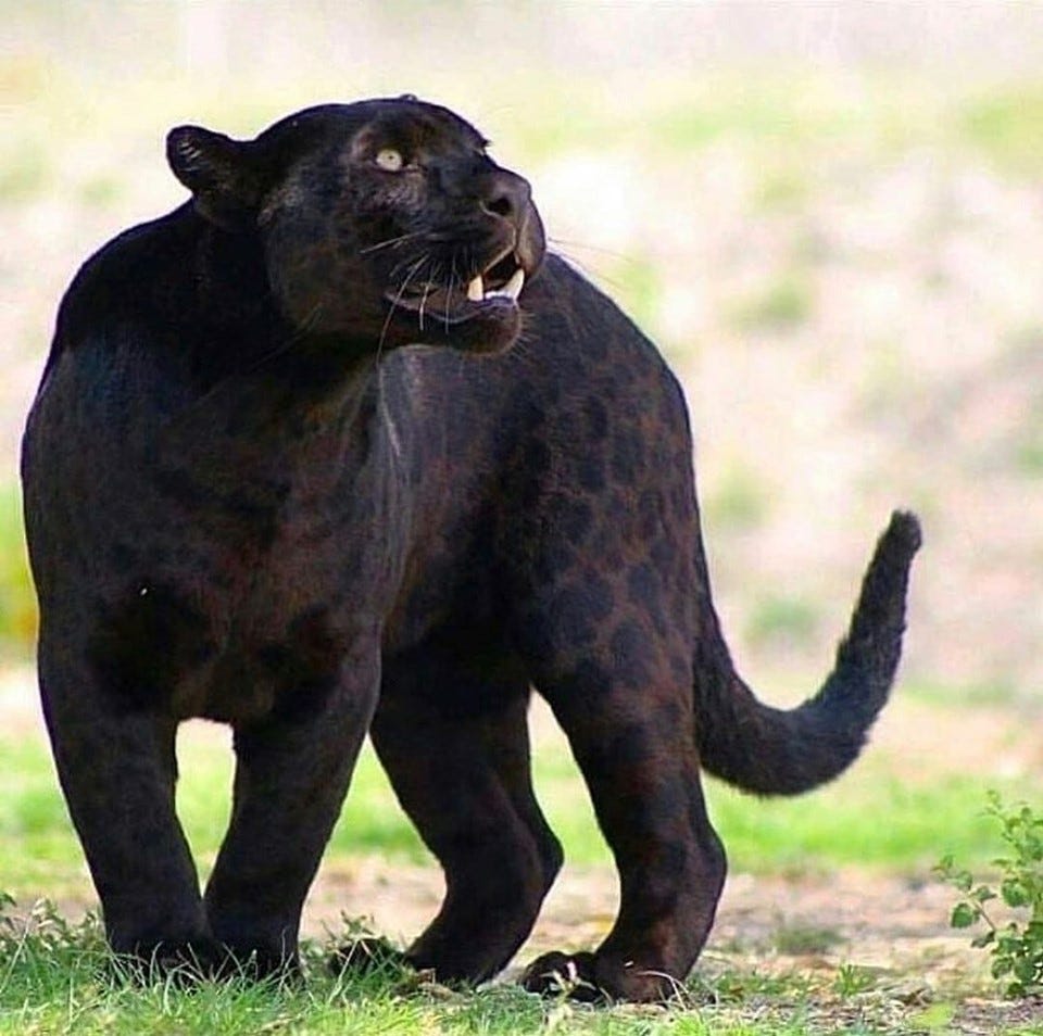 Substack profile picture for @veteran