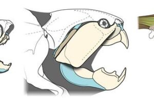 Newly described muscle anatomy (right) and overall jaw anatomy of Dunkleosteus terrelli (center), compared to a more typical arthrodire (left)