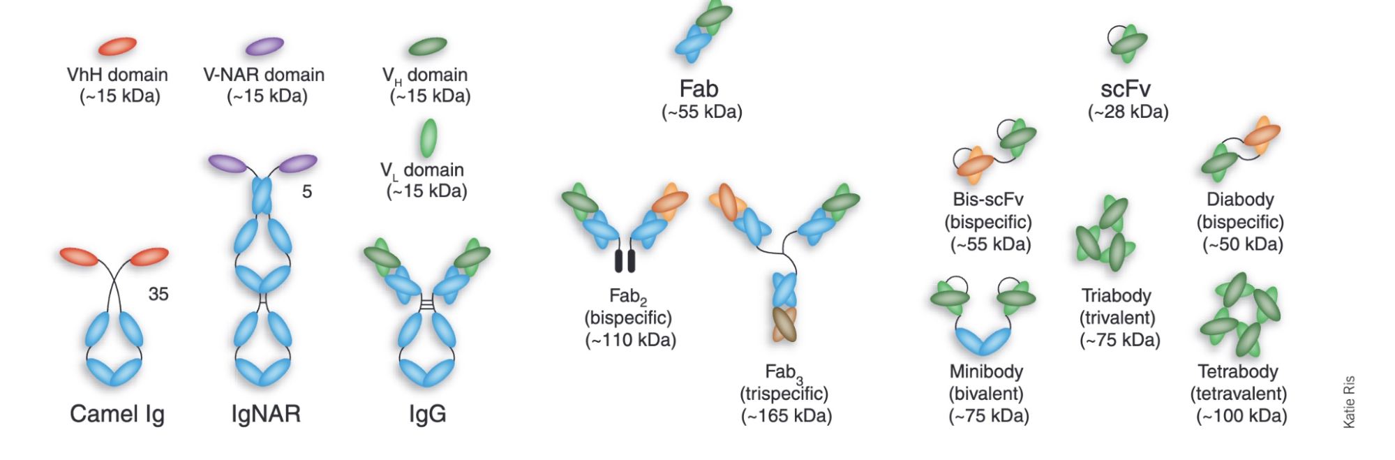 How to Design Antibodies - Asimov Press