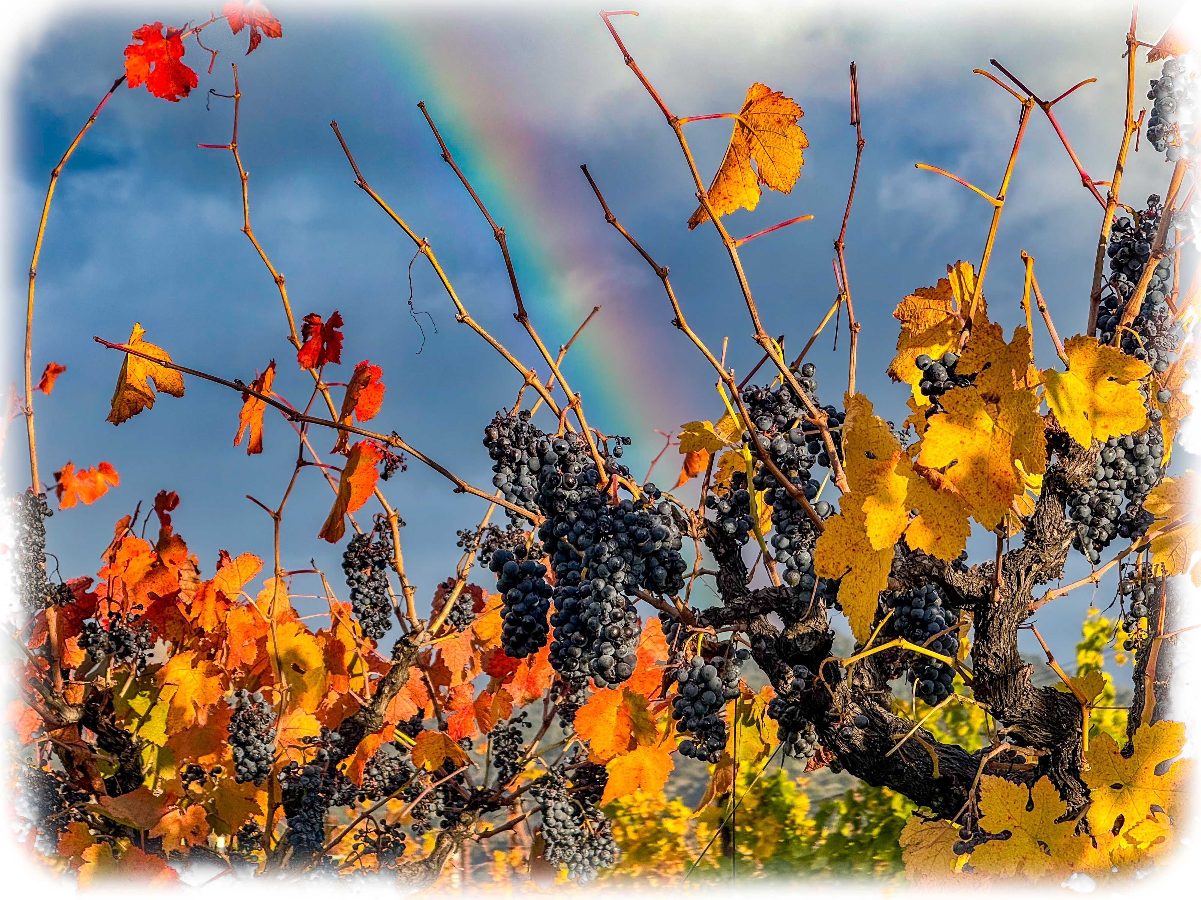 napavalleyfocus.substack.com - #2: More Rooms Have Equaled Fewer Jobs + Economic Reckoning