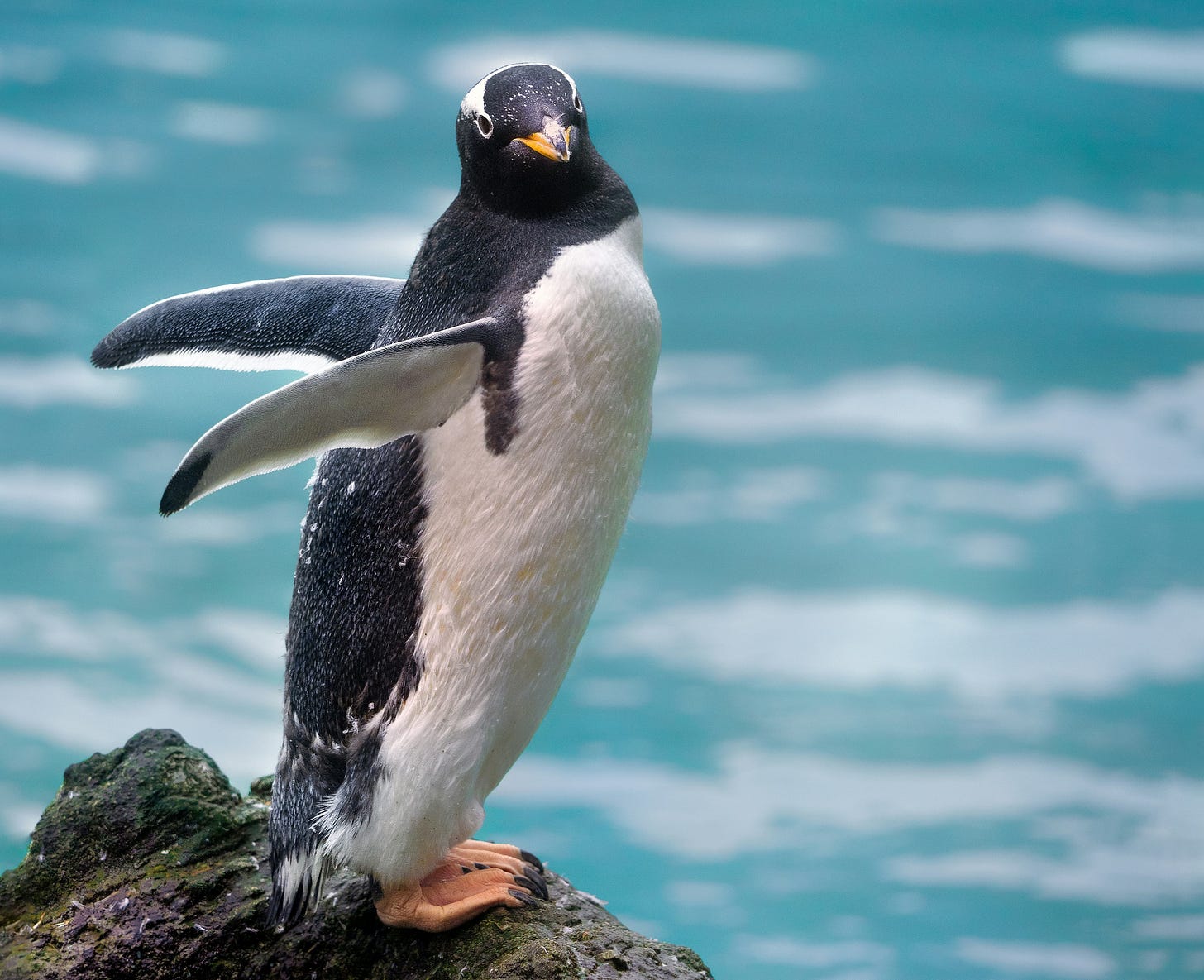 A penguin perched on a rock and stretching their stubby little wings to the back, making them look adorably silly A penguin perched on a rock and stretching their stubby little wings to the back, making them look adorably silly