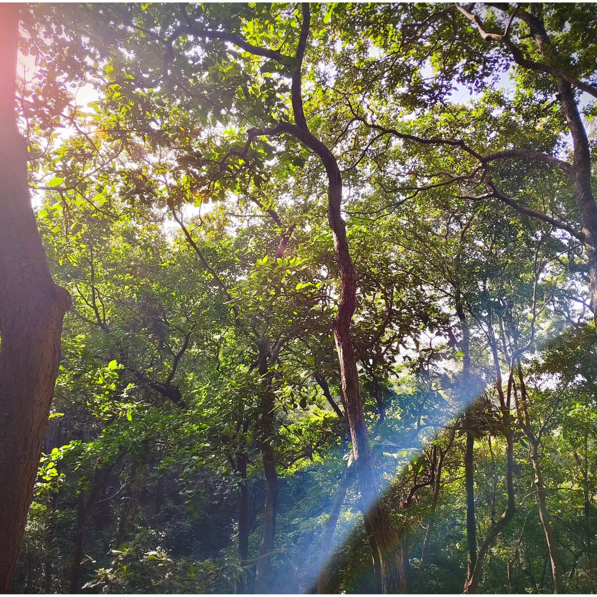 A low-angle view looking up through a lush forest canopy. Bright sunlight streams through the leaves, creating distinct beams of light and "god rays." This visual represents the high-sun phase of a family’s natural rhythm and a nature-based science lesson.