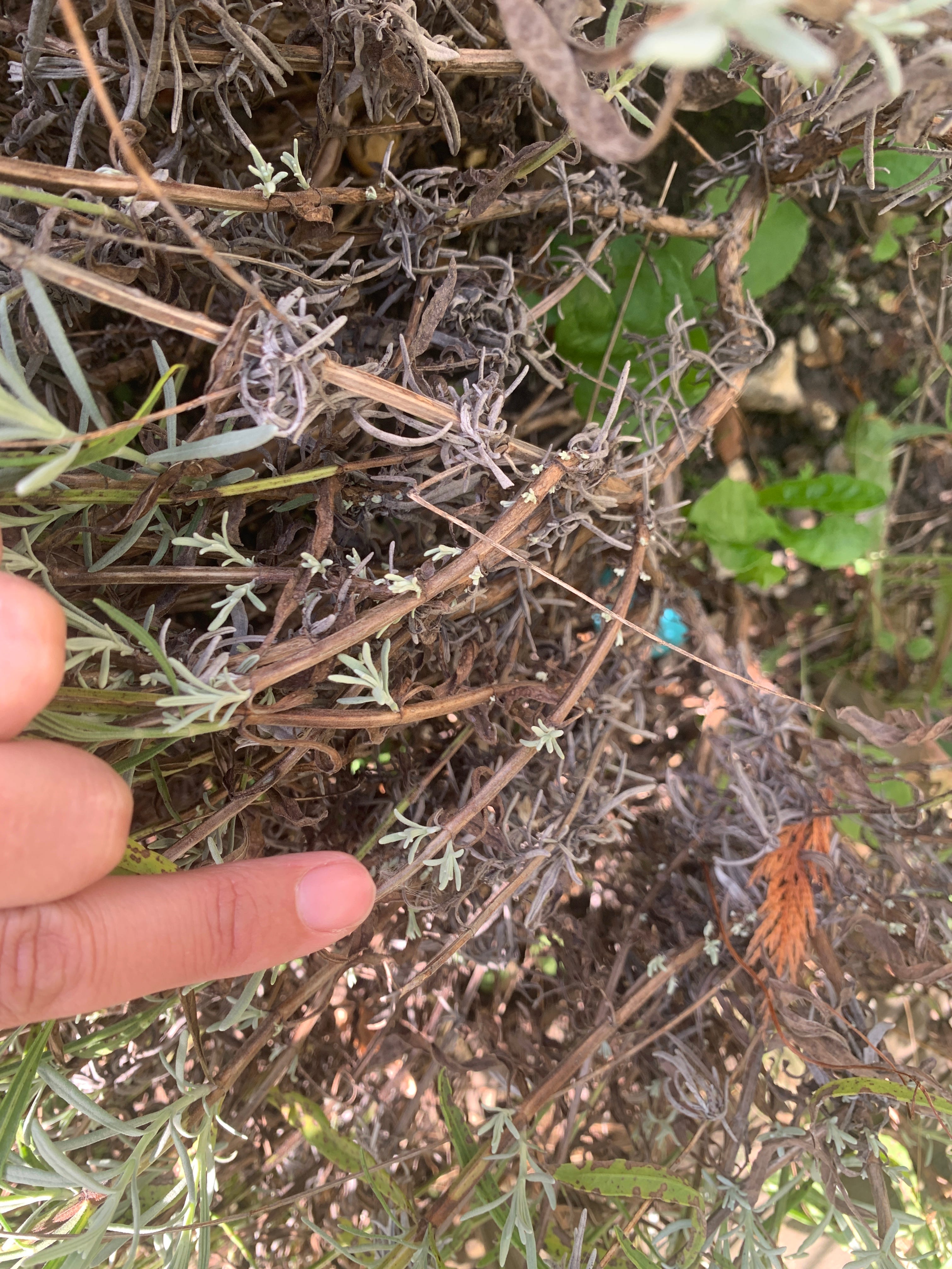 How and when to prune lavender for the best flowers next year