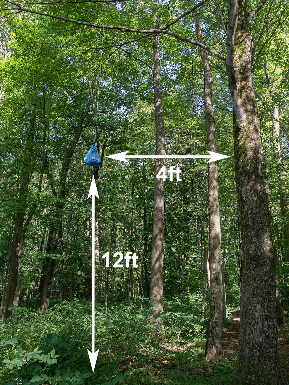How to Hang a Bear Bag: The Right Way — Into the Backcountry