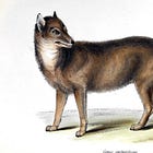 The Curious Case of an Unfamiliar Wolf