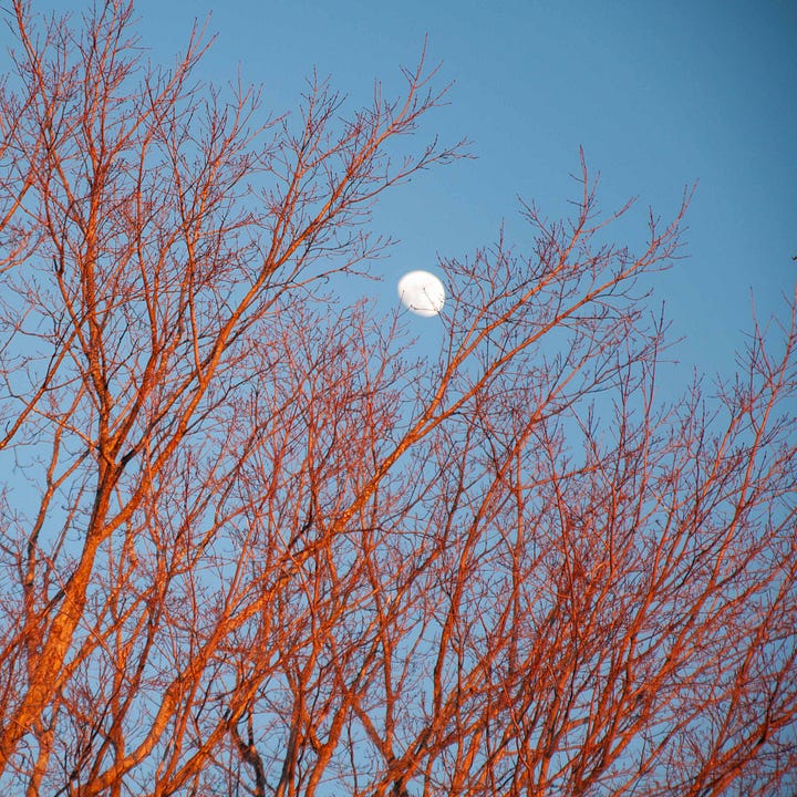 Diptych. Two legs with red snow-grippers on left; Moon in blue sky with sunset-red branches of a tree on right.