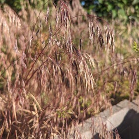 Cheatgrass