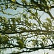 Through the Trees