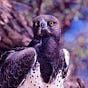 Carl J. Kieck's avatar
