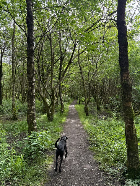 beaufort ponds and woods and lupin dog 