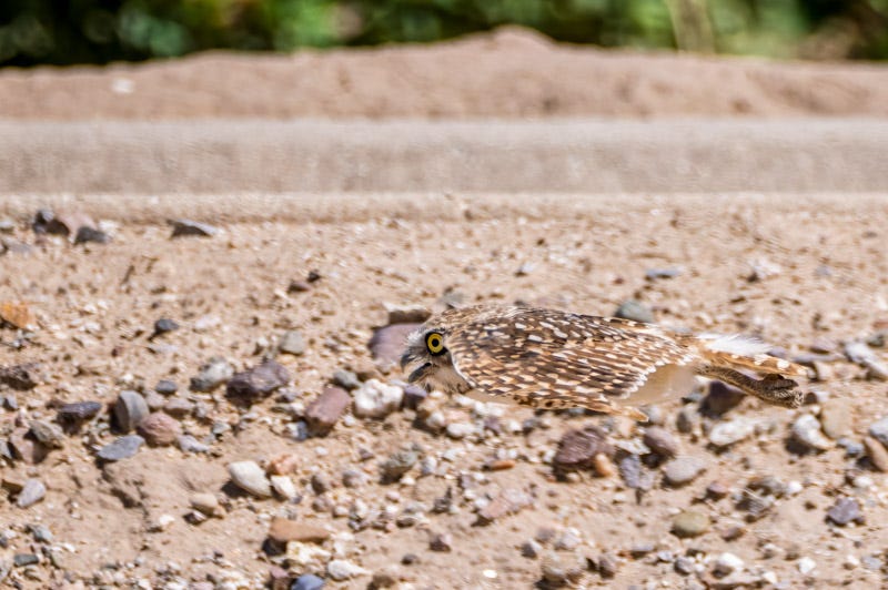 20260731-ElRio-369-Edit.jpg 20260731-ElRio-369-Edit.jpg