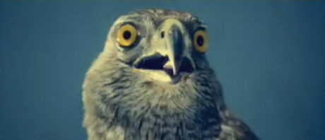 https://media.giphy.com/media/qVVVfmHDMBZug/giphy.gif