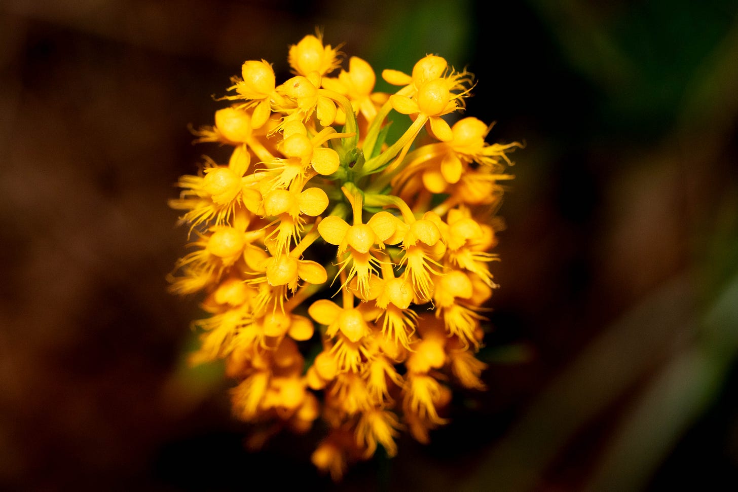Against a dark background, a close-up of orange fringed orchid as described later in the text -- a stalk of many small orchid blooms with a long labellum that is fringed.