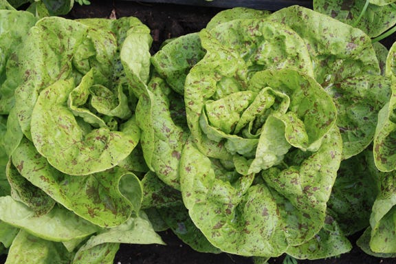 Bunte Forellenschus lettuce