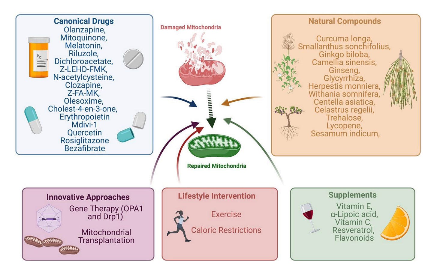 Therapeutic strategies targeting mitochondria and mitochondrial health. Therapeutic strategies targeting mitochondria and mitochondrial health.