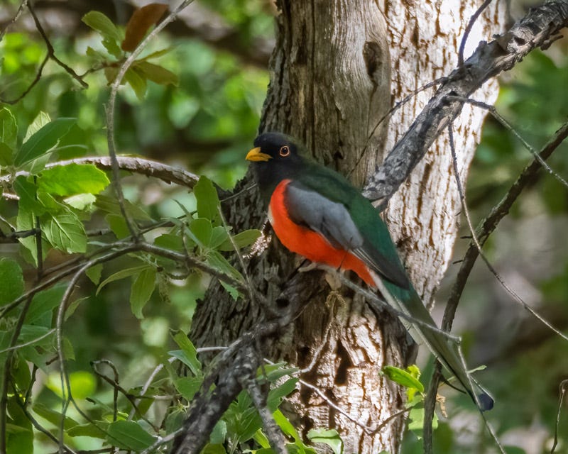 20260422-Chiricahuas-811-Edit.jpg