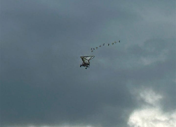 Geese with a microlight