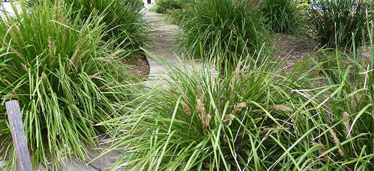 Lomandra [Header].jpeg