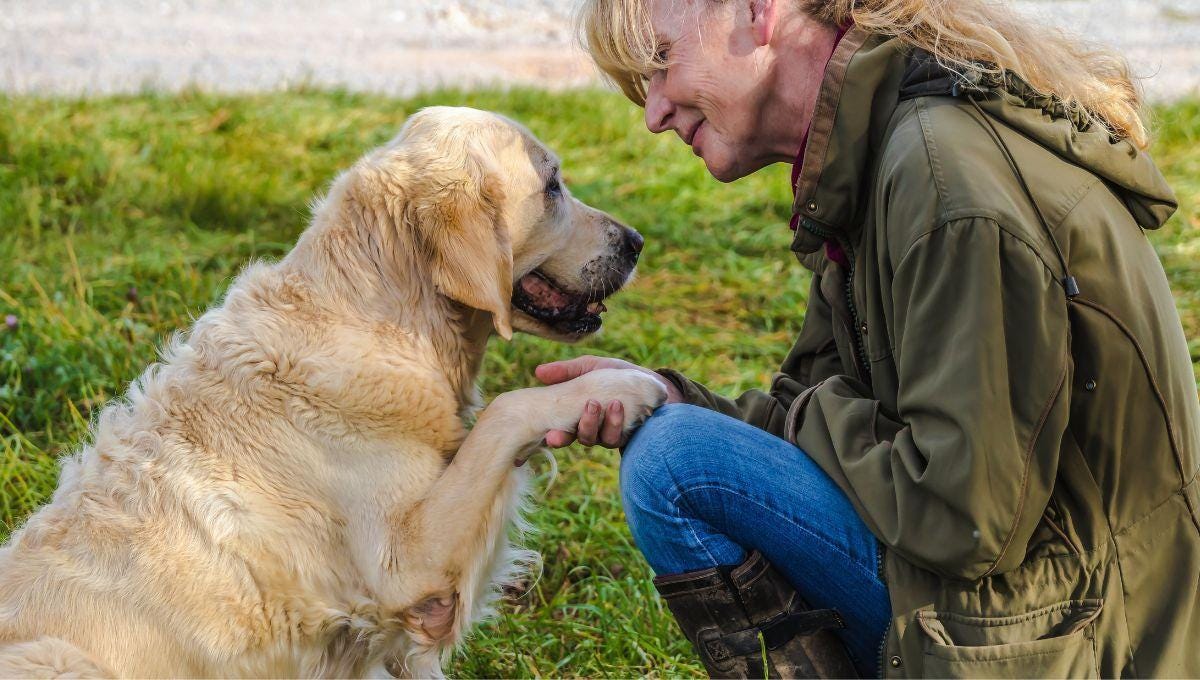 QuƩ significa cuando un perro apoya la pata sobre su dueƱo QuƩ significa cuando un perro apoya la pata sobre su dueƱo