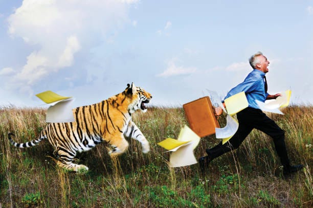 Businessman being chased by a tiger. Businessman being chased by a tiger out in a field."n tiger running stock pictures, royalty-free photos & images