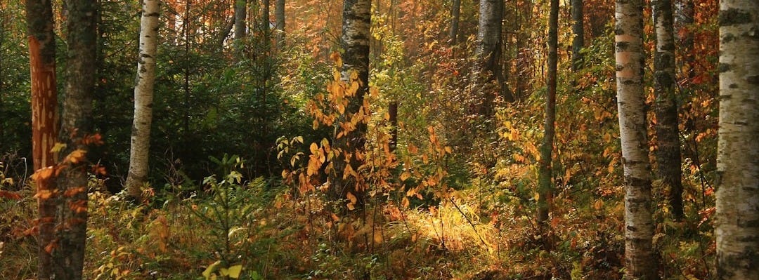 a forest filled with lots of tall trees