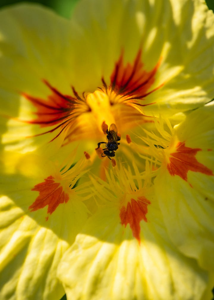 Tetragonula carbonaria native bees