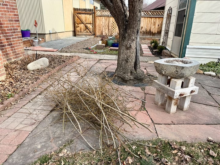 One photo shows a person's leg and foot balanced in the crotch of an old pear tree; the other shows a pile of branches on the ground from the pruning, a tree truck coming out of a flagstone patio, and a pruning saw, loppers and pruning shears in the background.