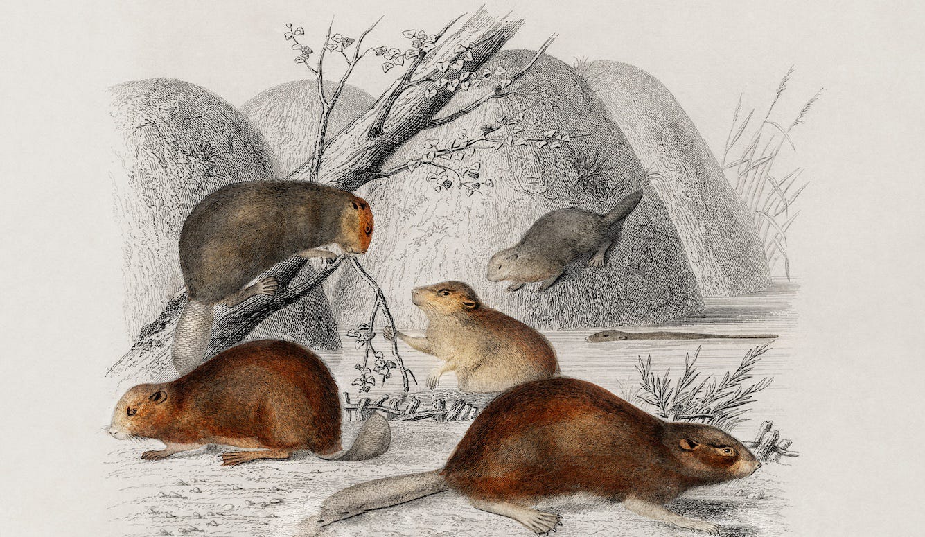 Line drawing of beavers. 