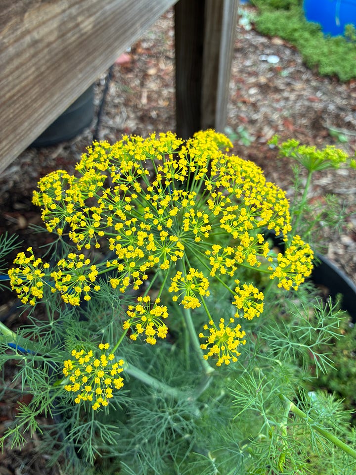 Current blooms in the Florida-Friendly Landscaping demo garden includes red-orange tubular flowers of coral honeysuckle, yellow umbels of dill, red spikes of coral bean tree, and light purple spikes of pickerel weed..